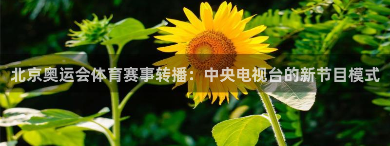 北京奥运会体育赛事转播：中央电视台的新节目模式
